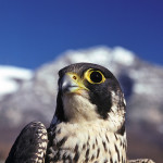 Falco peregrinus (falco pellegrino)