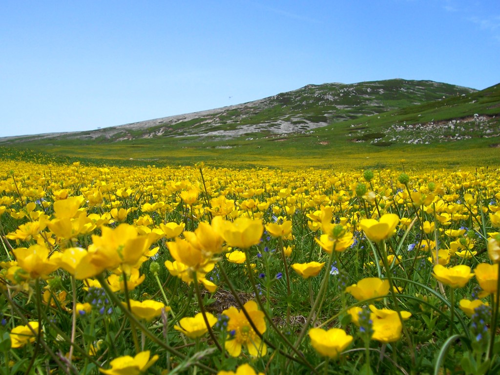 Campo Catino con fioritura di Botton d'oro, specie di origine Artica-Nord europea e Relitto Glaciale dell'ultima Glaciazione. Vedi Articoli Caratteri Vegetazionali e Pregi Floristici.