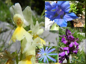Alcune specie del sottobosco (in senso orario). Orchidea gialla, Genzianella, Orchidea minore e Anemone dell'appennino