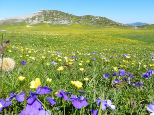 Campo Catino