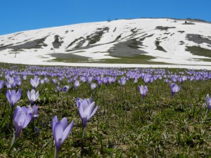 Campo Catino